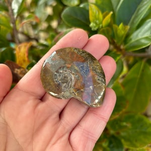 Puede incluir: Un amonite fosilizado con una concha marrón, naranja e iridiscente. El amonite está pulido y tiene una superficie lisa.