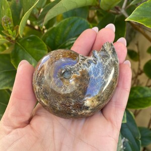 May include: A polished ammonite fossil with a brown and white swirl pattern. The fossil is iridescent and has a natural, organic shape.