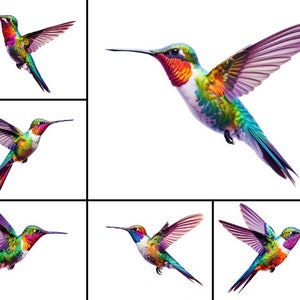 24 Hummingbirds Clipart Hummingbirds png files white Background Hummingbirds clip art nature Clipart hummingbird 300DPI INSTANT DOWNLOAD