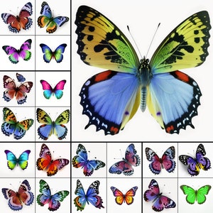 20 Borboleta Clipart borboleta arquivos png fundo branco borboletas clip art natureza Clipart 300DPI pacote de borboleta PNGs DOWNLOAD INSTANTÂNEO