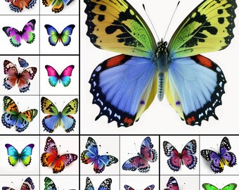 20 Butterfly Clipart butterfly png files white Background butterflies clip art nature Clipart 300DPI butterfly bundle PNGs INSTANT DOWNLOAD