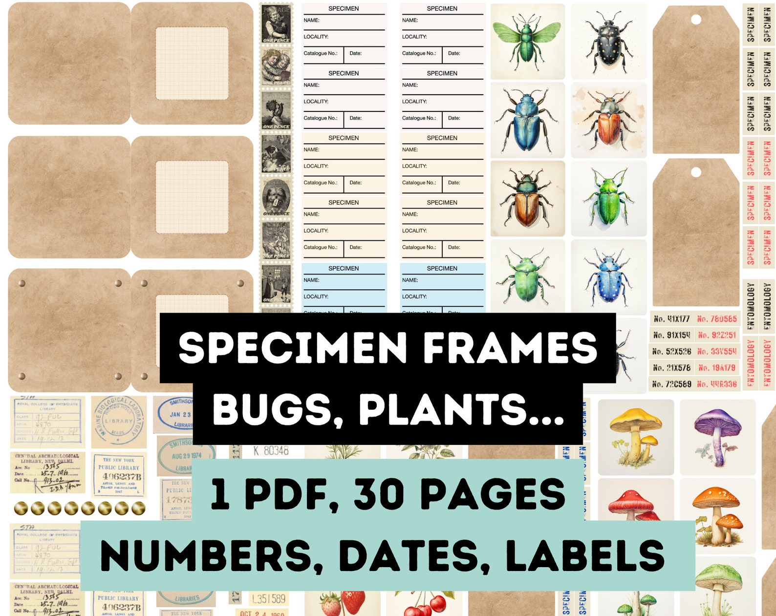 SPECIMEN Frame + ENTOMOLOGY Specimen, Bug Specimen, Mashroom Specimen ...
