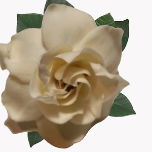 Gardenia 0014 Digital Printable. Art Illustration. Home Decoration. Photography. Wedding Decoration.