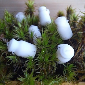 Peut inclure: Six petits pots en céramique blanche sont nichés dans un lit de mousse verte. Les pots sont tous de la même taille et de la même forme, et ils ont un design simple et classique.
