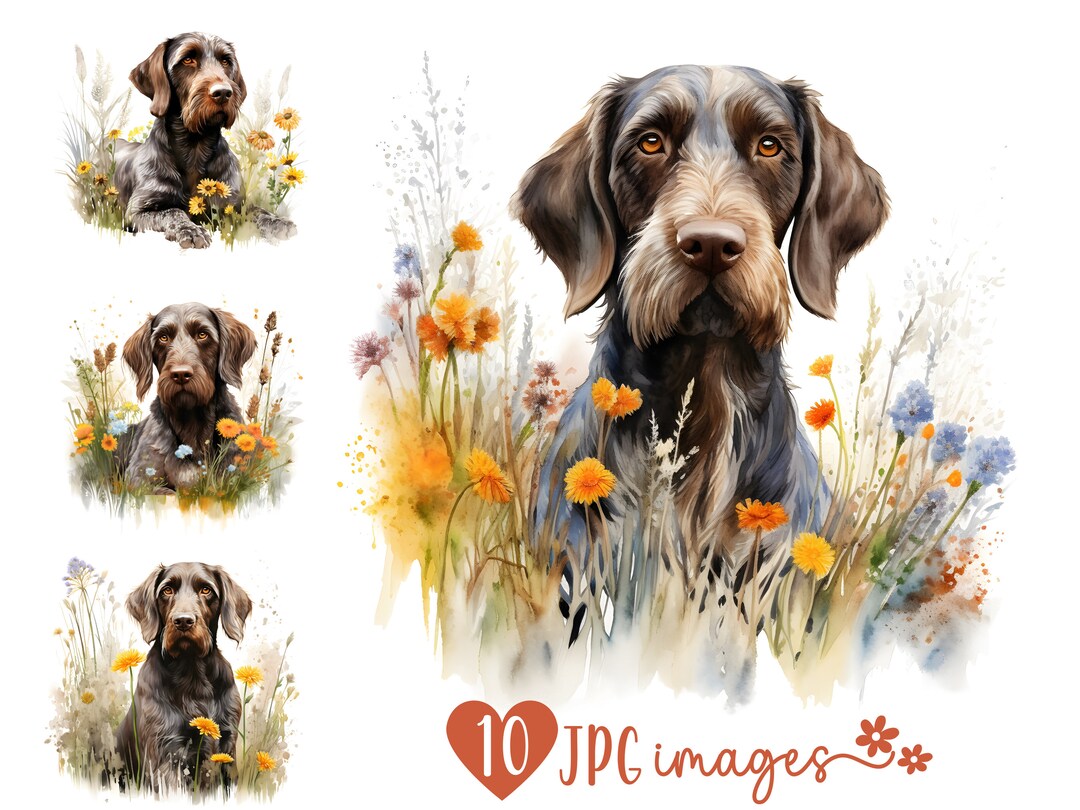 German Wirehaired Pointer Clipart Pack, Watercolor GWP JPG Images ...