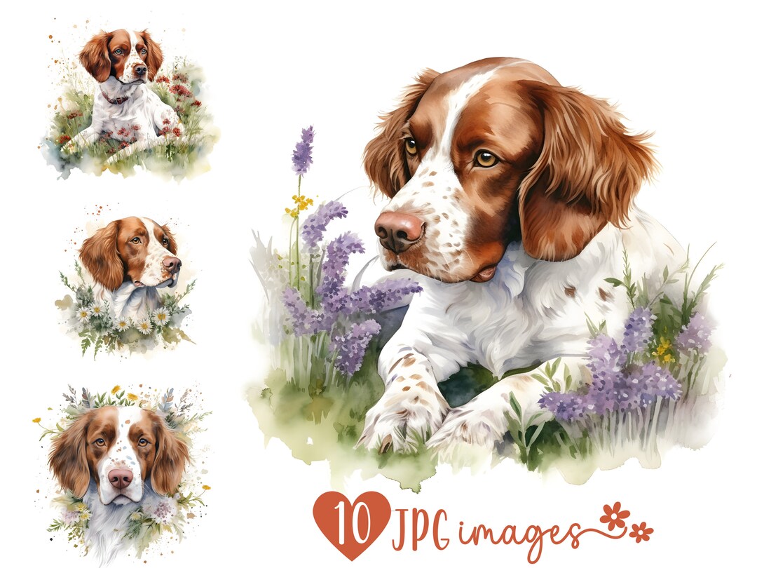 Watercolor Brittany Spaniel Clipart Bundle 10 High Quality JPG Digital