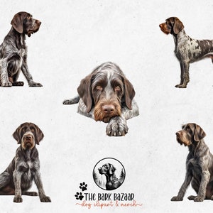 German Wirehaired Pointer Clipart Bundle 15 High-quality PNG Files ...