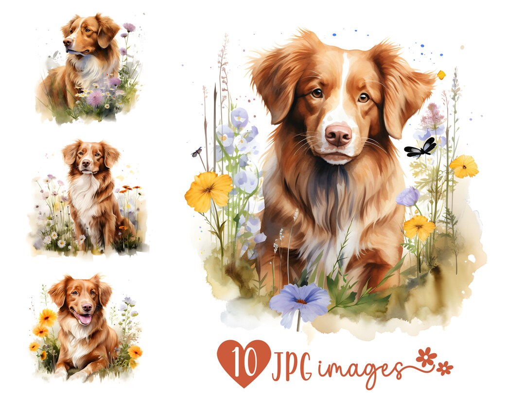 Nova Scotia Duck Tolling Retriever Clipart Bundle, Watercolor JPG