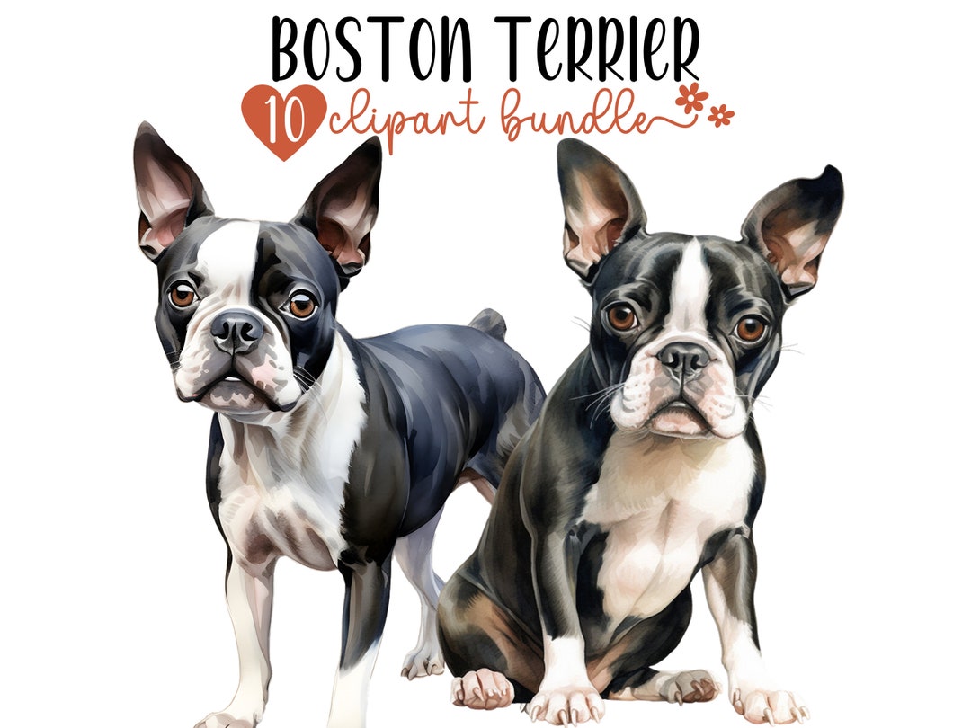 Boston Terrier Clipart Bundle, Dog Breed PNG Illustrations Transparent ...