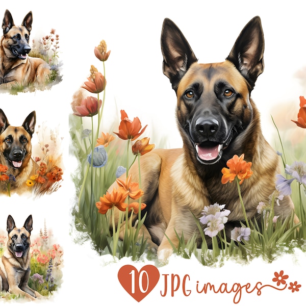 Belgian Malinois Clipart Bundle in JPG, Watercolor Dog Breed Clipart, Floral Dog Portrait Illustrations, Digital Crafting Designs, Sublimate
