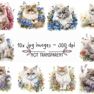 Watercolor Persian Cat Clipart Bundle 10 High Quality JPG - Etsy