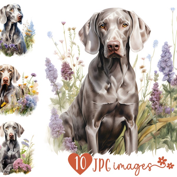 Weimaraner Clipart Bundle, Watercolor Weimaraner JPG images, Dog with Flower Images, Dog Breed Digital Designs, Weimaraner Sublimation Files