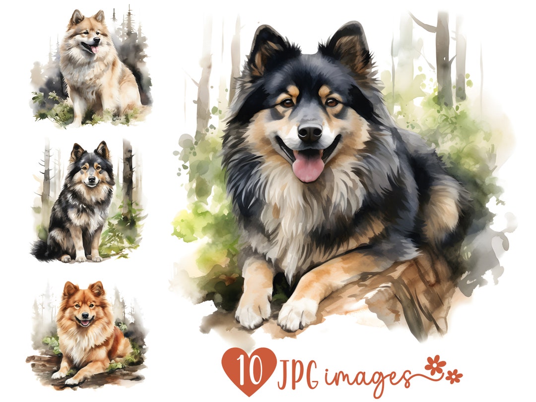 Finnish Lapphund Clipart Bundle, Watercolor Finnish Lapphund JPG Images ...