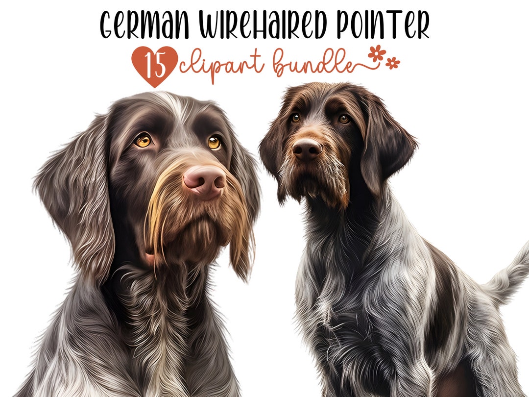 German Wirehaired Pointer Clipart Bundle 15 High-quality PNG Files ...
