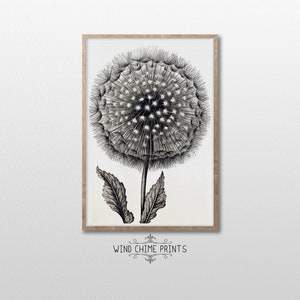 Vintage Botanical Sketch Art - Dandelion / Black and White / Farmhouse Kitch Decor / Vintage Art / Printable Wall Art / #0154