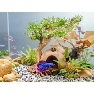 Coconut Shell Cave With aquarium driftwood bonsai, Fish Hide Cave, Cichlid Cave, Betta Fish Cave,  Planted Aquarium With Driftwood