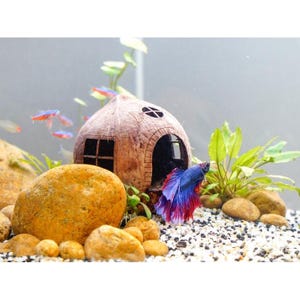 Aquarium Cave Coconut Shell Cave, Fish Hide Cave, Cloves Cave, Betta Fish Cave, Shrimp Cave, Aquarium Accessory, Aquarium Decoration
