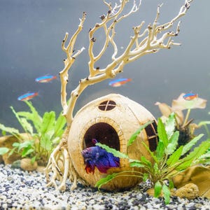 Handmade Coconut Shell Aquarium House - Natural Fish Tank Cave - Eco-Friendly Pet Habitat - Betta Breeding Hut - Small Animal Hideout