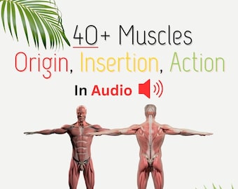Muscle Anatomy Audio Guide, Massage Therapist Learning (Digital Download)