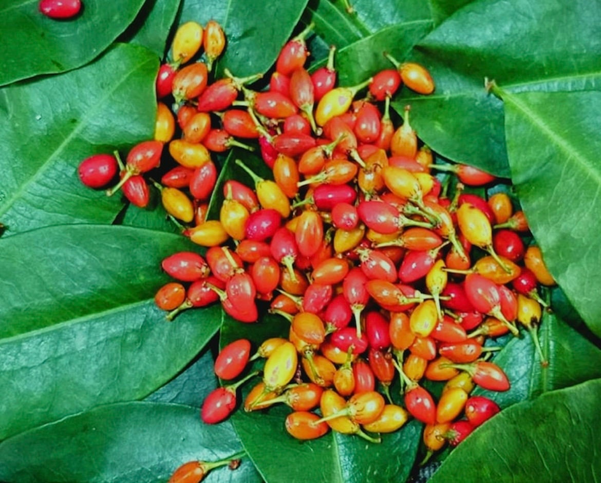 Organic COCA Plant Seeds Kokapfalnze Home Plant Seeds Etsy Canada