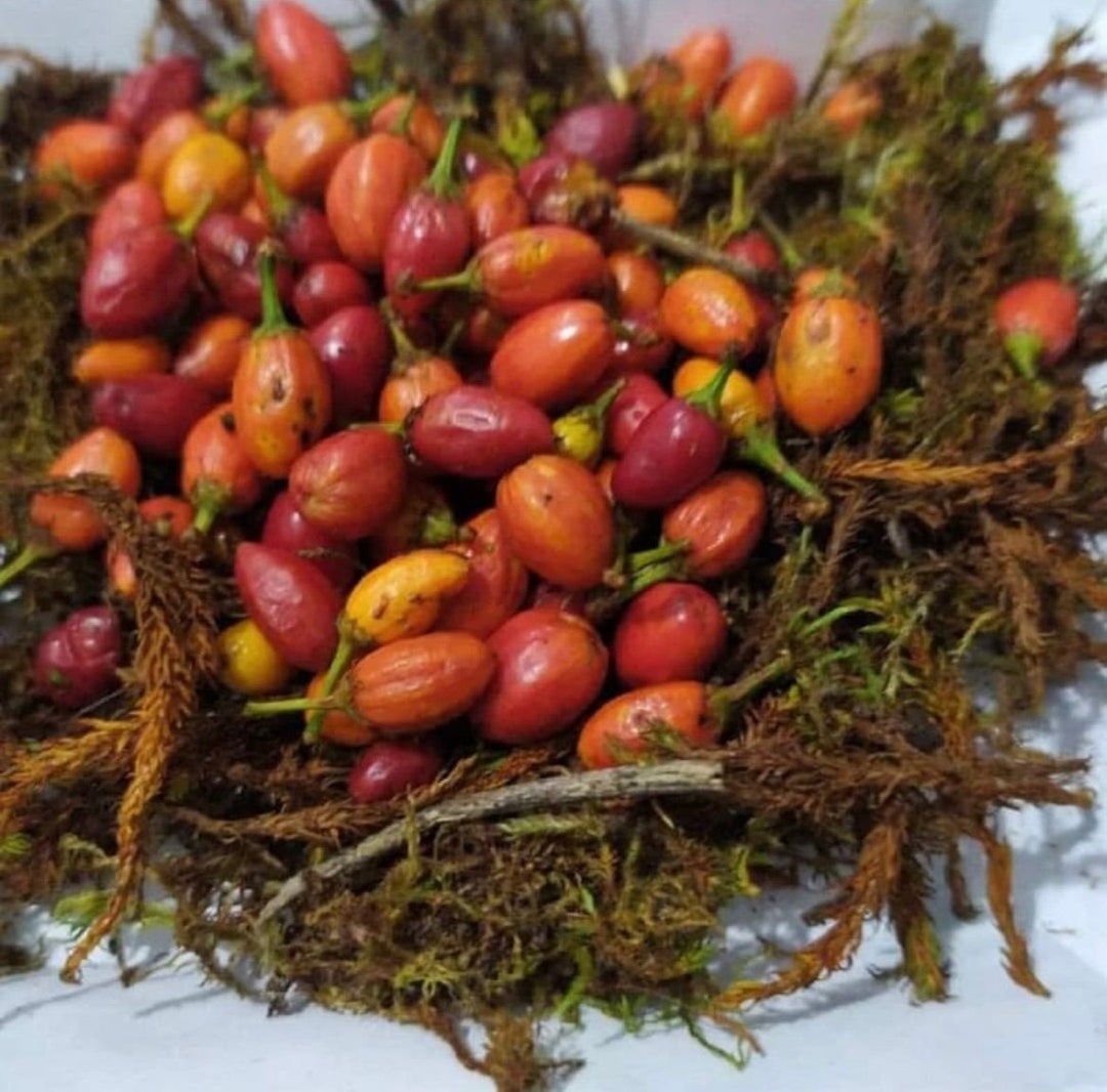 Organic COCA Plant Seeds Kokapfalnze Home Plant Seeds Etsy Canada