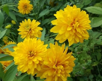 Rudbeckia laciniata 'Goldquelle' Starting plant