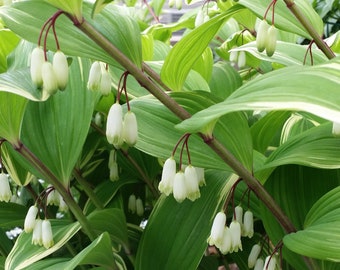 Solomon's Seal variegated Live plant | Polygonatum odoratum