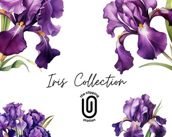 Deep Purple Iris Watercolor Painting Floral Clipart Collection, PNG, Floral Irises Background Clipart