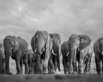 Elephant Herd Fine Art Photography Print, African Wildlife Safari, Animal Photos, Nature Wall Decor, Exotic Africa Big Tuskers, Wild Jungle