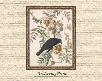 John James Audubon - American Crow , Birds original antique painting , watercolour vintage Printable art instant download ,  SKU  K-JJA110