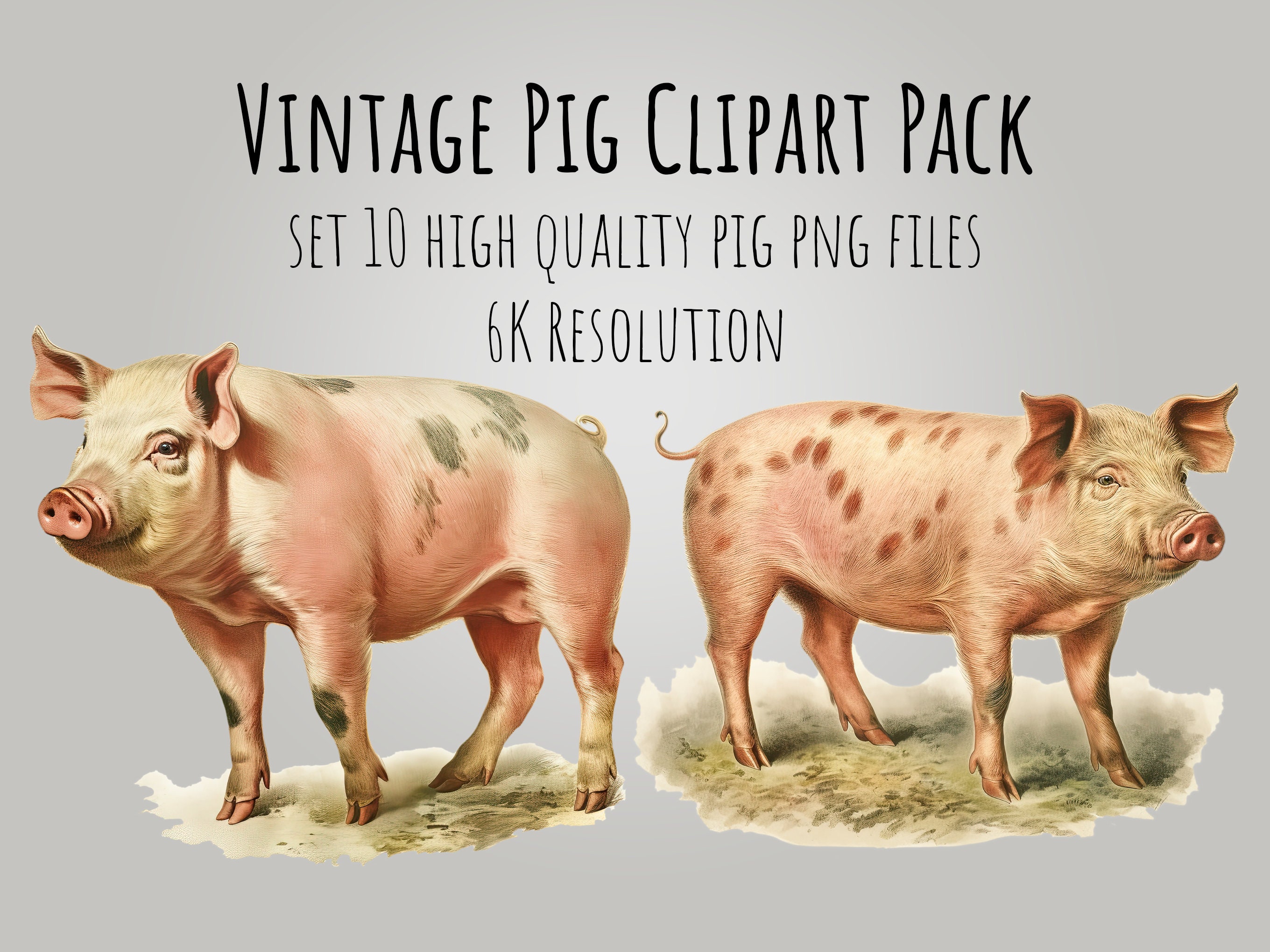 Vintage Pig Clipart Pack, Pig Clip Art, Pig Png, Vintage Pig, Vintage ...
