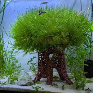 Bonsái con cornisa de musgo para acuario, estilo arrecife de coral, para peces, camarones, cangrejos y refugio de musgo.