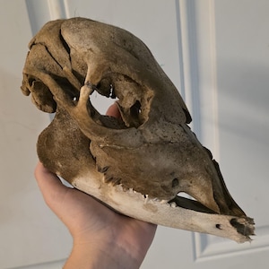 real baby cow/calf skull