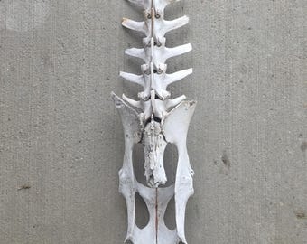 real deer spine
