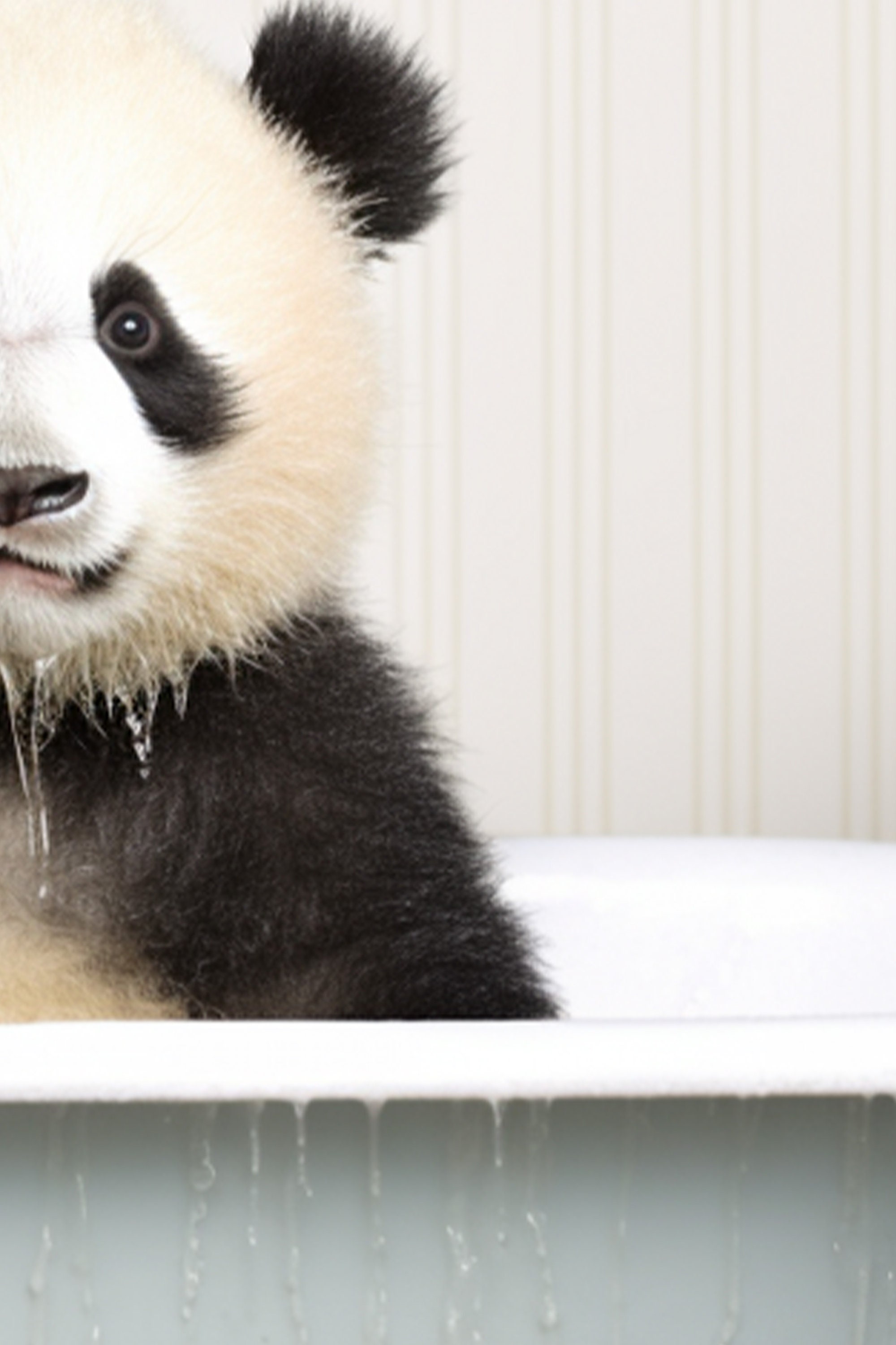 Baby Panda in a Vintage Bathtub, Rustic Bath Style, Bathroom Wall Art ...