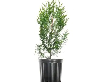 1-2 ft. Tall Thuja Green Giant in Grower's Pot