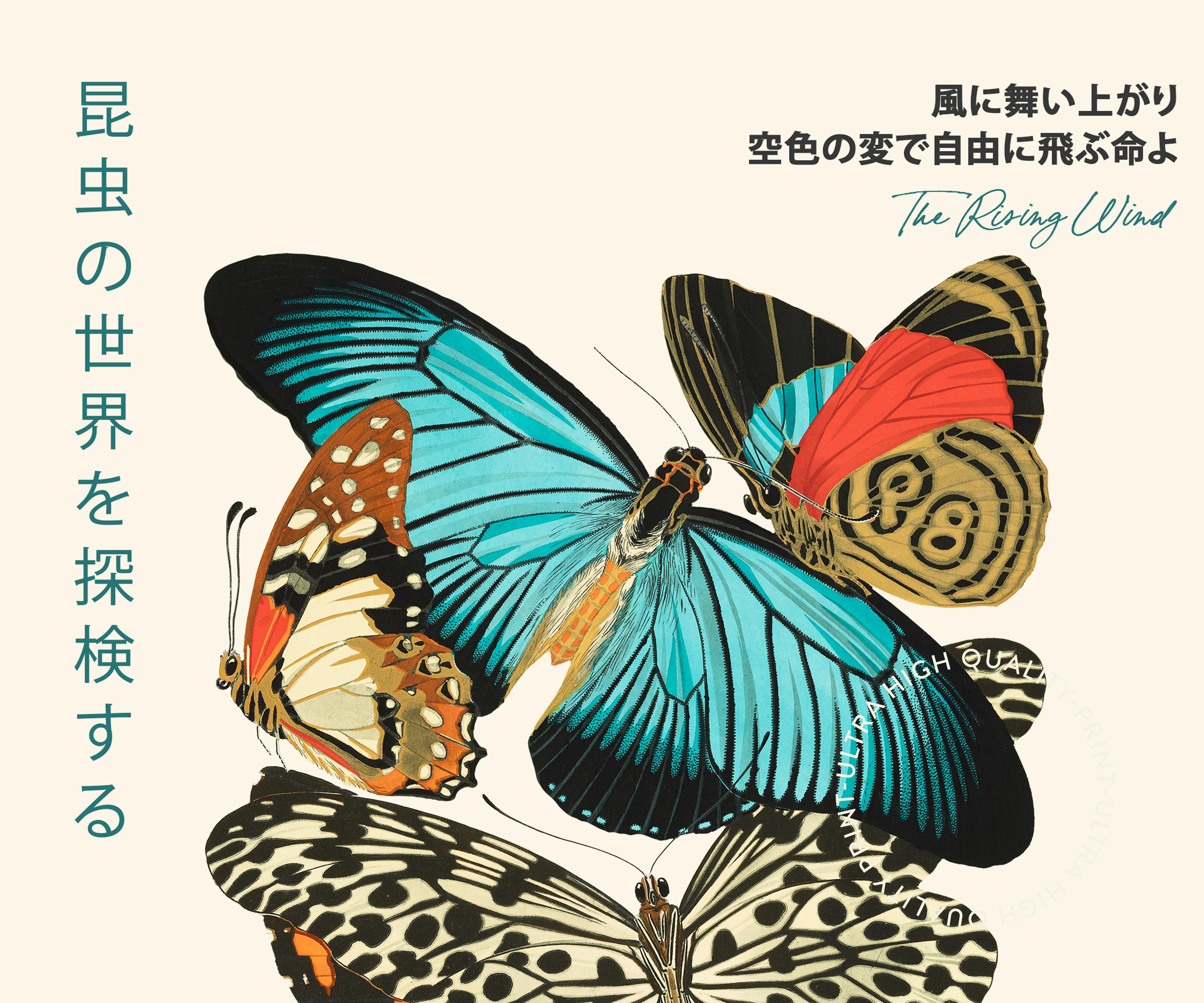 Butterflies From China, Japan, and Corea (Classic Reprint