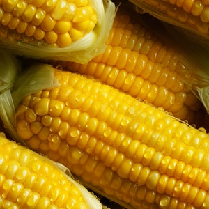 Corn on the Cob: Buttery Seamless Tile Art - Perfect for Backgrounds and Graphic Design - Digital Wallpaper Pattern Download
