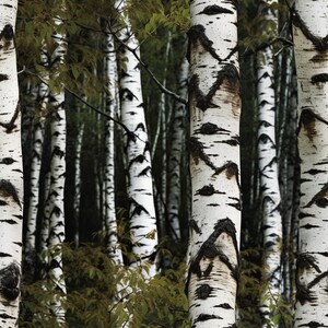 Op de afbeelding: Een close-up van een groep berkenbomen met witte schors en zwarte markeringen. De bomen staan in een bos met groene bladeren op de achtergrond.