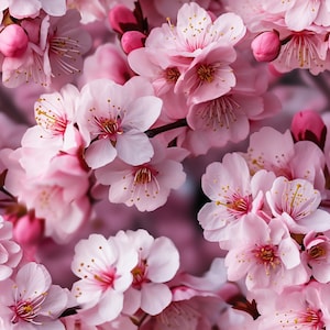 Cherry Blossoms: Stunning Seamless Tile Art - Perfect for Backgrounds and Graphic Design - Digital Wallpaper Pattern Download