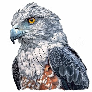 Harpy Eagle Clipart, 8-piece Art PNG Set, Digital Download, Commercial ...
