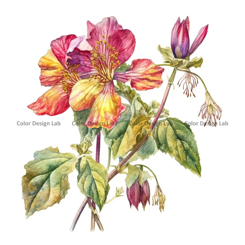 Kalachuchi Flower Clipart - 12 PNG High-resolution Kalachuchi Flowers ...