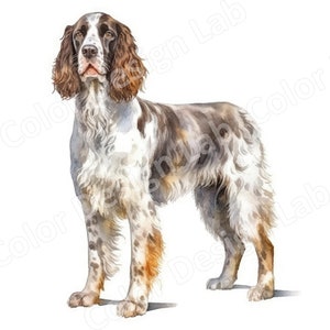 English Springer Spaniel Clip Art, 8 High-Resolution PNGs, Digital Download, Commercial Use, Perfect for Dog Lovers Digital Scrapbooking