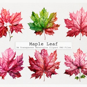 Pacchetto di clipart Maple Leaf di 36 file di download digitale Png acquerello trasparente di qualità Licenza commerciale Scarica Png Maple Leaf