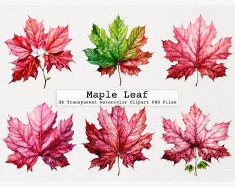 Maple Leaf Clipart Bundle Of 36 Quality Transparent Watercolor Png Digital Download Files Commercial License Download Png Maple Leaf