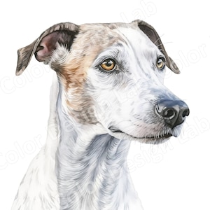 Whippet Clipart Design, Art lévrier dessiné à la main, Illustration de race élégante et athlétique, Image de chien de course gracieuse, Silhouette incurvée