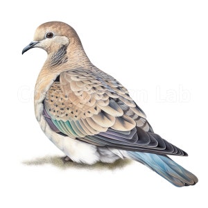 Mourning Dove Clipart - 8 Printable Art Set, PNG de haute qualité, Licence commerciale, Téléchargement numérique instantané, Utilisation commerciale