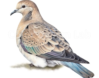 Mourning Dove Clipart - 8 Printable Art Set, High Quality PNG, Commercial License, Instant Digital Download, Commercial Use