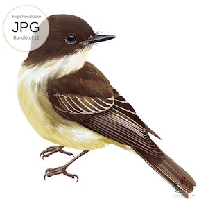 Östliche Phoebe, Vintage Vogel-Illustration, hochauflösender digitaler Download, Natur-Kunstdruck, Wand-Dekor, Geschenk für Vogelbeobachter