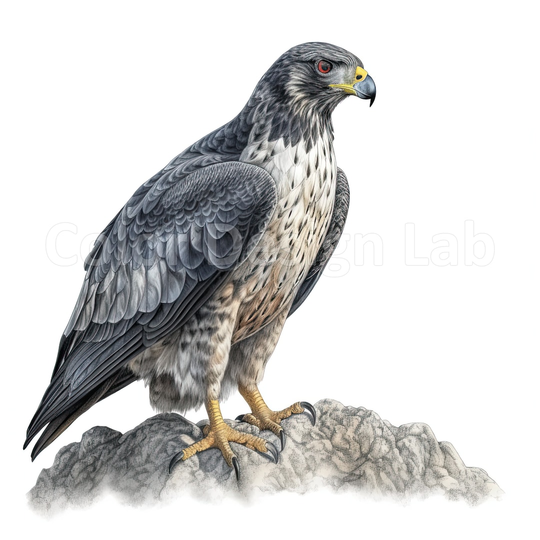 Peregrine Falcon Printable Clipart - 8 PNG Files, Commercial License ...